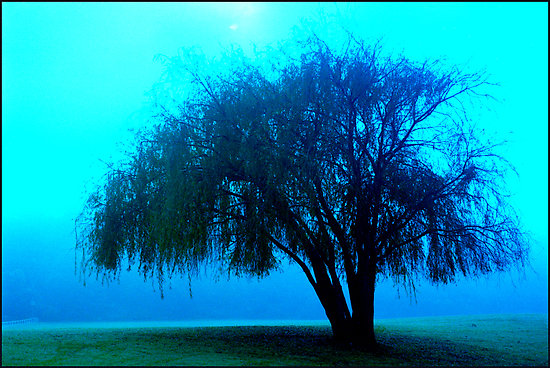 willow tree