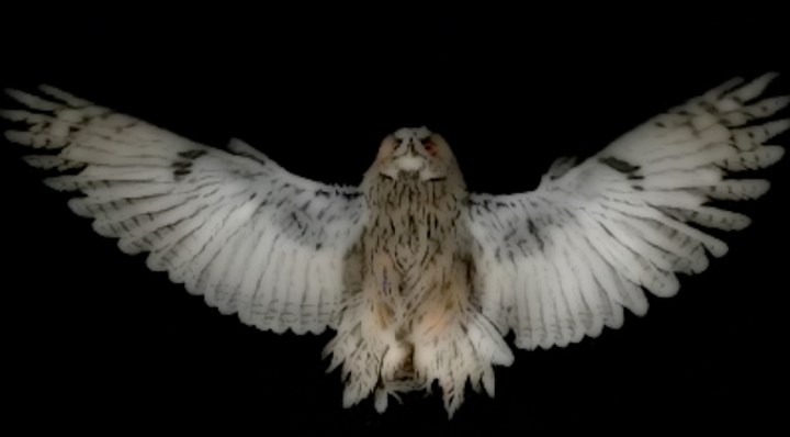 owl in flight
